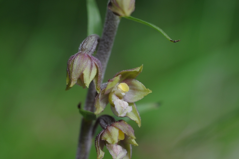 epipactis atrorubens ?